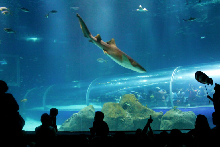 AQUÁRIO + RIO STAR + BOULEVARD